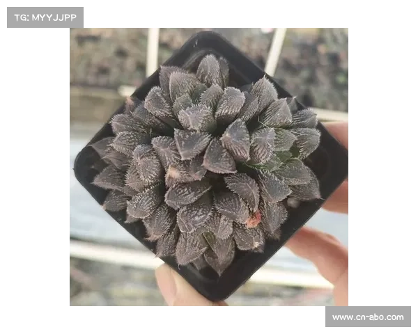 精解狼蛛攻略:捕食与繁育的奥秘 精解狼蛛攻略:捕食与繁育的奥秘
